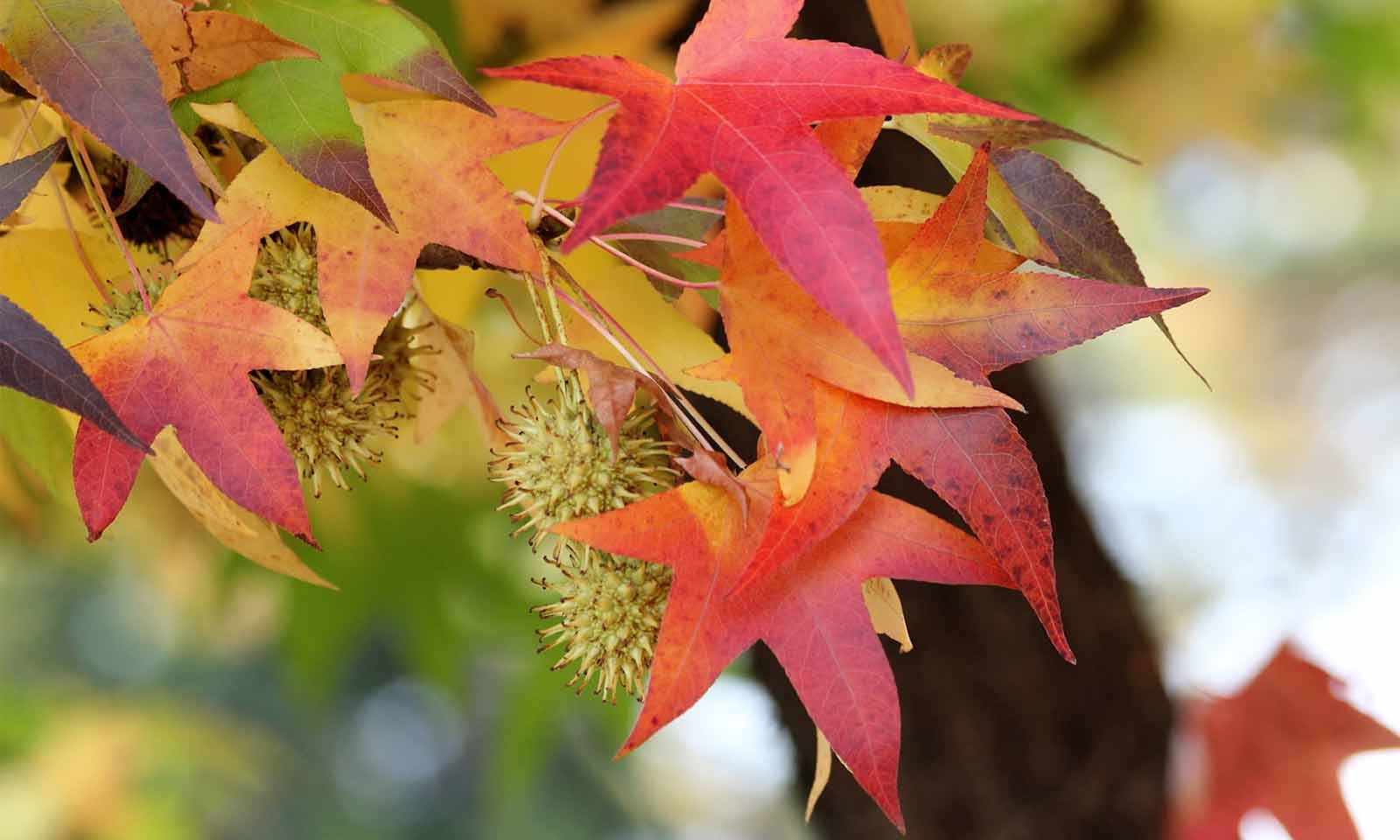 Amber Spalierbaum kaufen: Die Vorteile eines eleganten Gartenhighlights