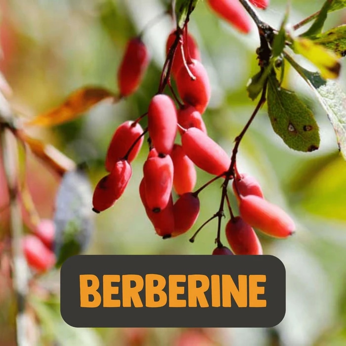 Entdecken Sie Bio Anchan-Tee und Bio Berberin für einen gesunden Lebensstil bei Montcalia