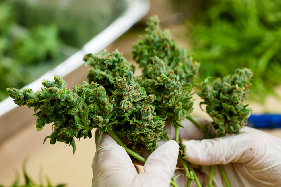 Hybride im Fokus – Cannabissamen kaufen legal in Deutschland