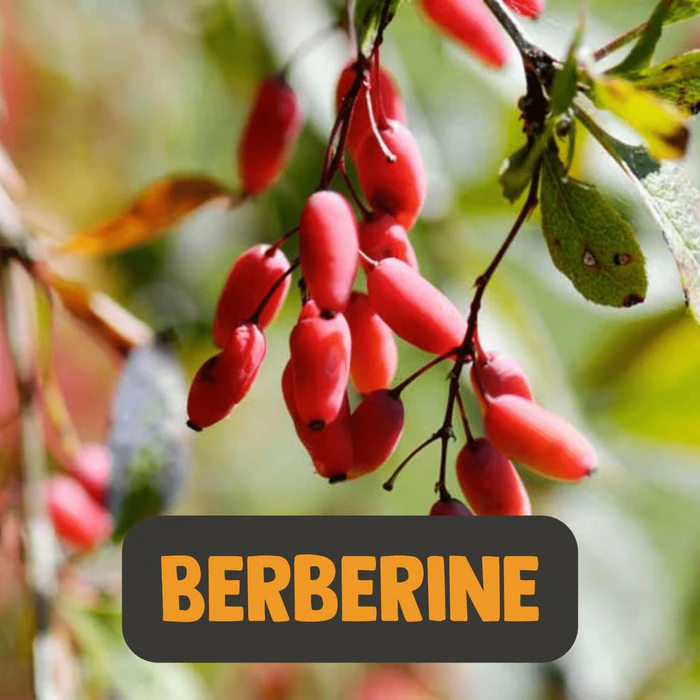 Entdecken Sie Bio Anchan-Tee und Bio Berberin für einen gesunden Lebensstil bei Montcalia