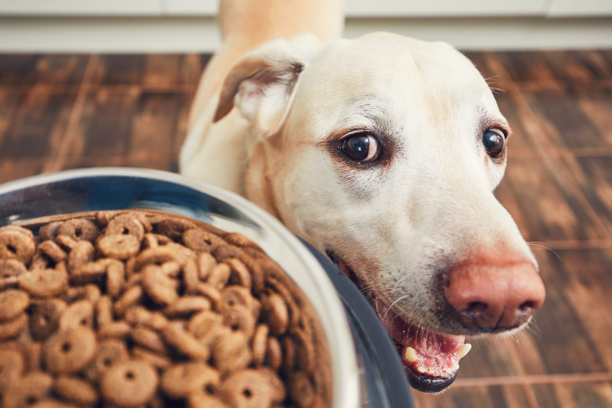 Hundefutter Essentials: Was jeder Hundebesitzer wissen muss